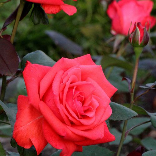 Korálově červená s oranžovým nádechem - Stromkové růže s květmi čajohybridů - stromková růže s keřovitým tvarem koruny